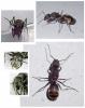 Camponotus sp.